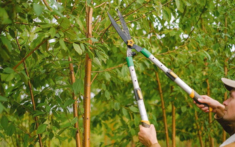 Tree trimming in Albia, IA
